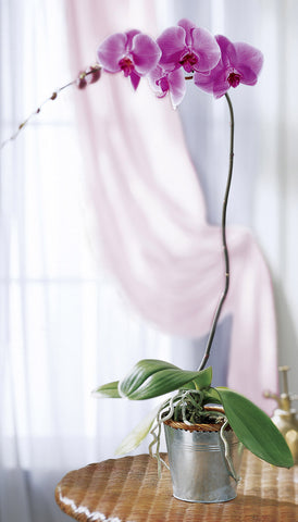 Orchids